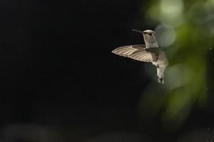 colibrì in volo foto