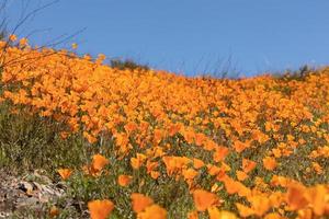 di stagione California papaveri fioritura paesaggio foto