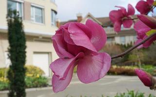 felice giuria magnolia fioritura albero. bellissimo magnolia gigante fiori contro Casa e blu cielo sfondo vicino su. foto