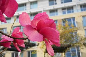 felice giuria magnolia fioritura albero. bellissimo magnolia gigante fiori contro Casa e blu cielo sfondo vicino su. foto