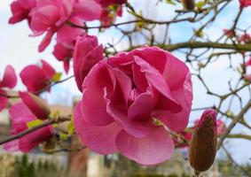 felice giuria magnolia fioritura albero. bellissimo magnolia gigante fiori contro Casa e blu cielo sfondo vicino su. foto