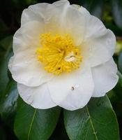 camelia japonica kamo. honnami fiore nel il mattina sole vicino su. foto