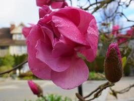 felice giuria magnolia fioritura albero. bellissimo magnolia gigante fiori contro Casa e blu cielo sfondo vicino su. foto