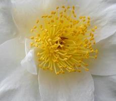 camelia japonica kamo. honnami fiore nel il mattina sole vicino su. foto