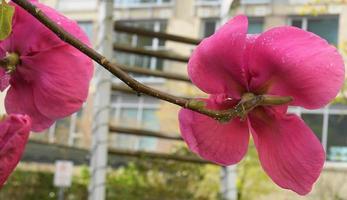 felice giuria magnolia fioritura albero. bellissimo magnolia gigante fiori contro Casa e blu cielo sfondo vicino su. foto