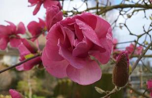 felice giuria magnolia fioritura albero. bellissimo magnolia gigante fiori contro Casa e blu cielo sfondo vicino su. foto