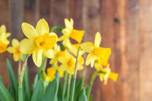 illuminata dal sole primavera di pasqua giallo giunchiglie su rustico di legno sfondo. foto