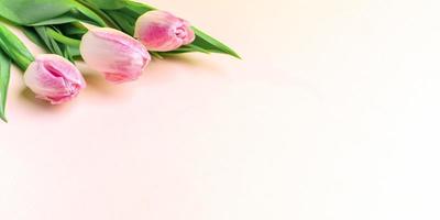 festivo primavera bandiera con fresco rosa tulipani su pastello rosa. copia spazio. foto