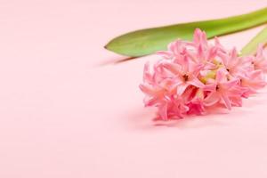 uno giacinto fiore su pastello rosa sfondo vicino su. vacanza minimo floreale saluto carta con copia spazio. foto