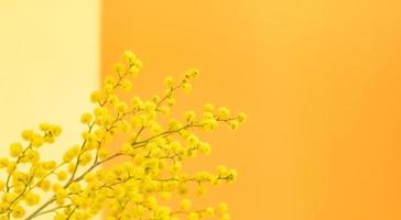 primavera giallo mimosa ramo su giallo-arancione sfondo. 8 marzo, Pasqua saluto carta. copia spazio. foto