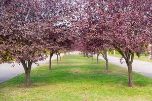albero vicolo con viola foglie, autunno paesaggio, naturale sfondo, città parco foto
