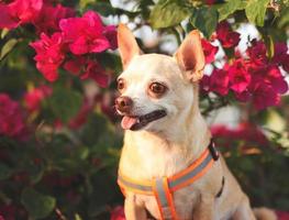 contento e salutare Marrone chihiahua cane seduta con rosa bouganville fiori con mattina luce del sole. foto