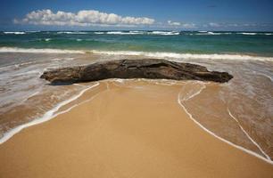 invitante tropicale litorale e Driftwood foto