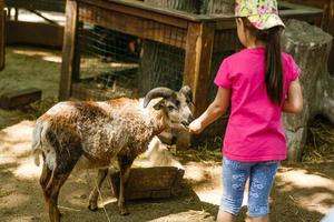 un' giovane ragazza alimentazione capra. vicino su su mano e capra testa foto