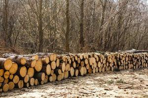 legna su il neve. magazzino logs contro il luminosa cielo. legname di pini. il struttura di il anelli di il albero foto