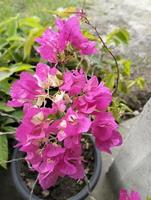 sfondo di fiori di bouganville in fiore. fiori di bouganville rosa magenta brillante come sfondo floreale. texture e sfondo di fiori di bouganville foto