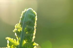 felce lumaca con autunno luce. felce foglia nel primo piano. sfocato sfondo con bokeh foto