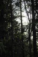 alberi nel il foresta con leggero nel il sfondo. foto