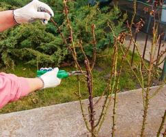 potatura rosa cespugli nel primavera. giardino opera. cesoie nel il mani di un' giardiniere foto