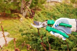 potatura rosa cespugli nel primavera. giardino opera. cesoie nel il mani di un' giardiniere foto