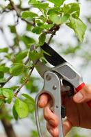 giardinaggio, avvicinamento tiro di un' mano con forbici foto