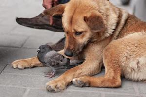 un adulto cane protegge un' piccolo selvaggio Piccione su il strada. foto