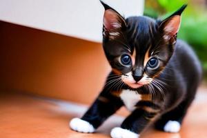 carino e curioso, giocoso gattino sembra intorno a. avvicinamento. foto