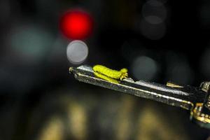 piccolo verde bruco striscia su chiave nel Germania. foto