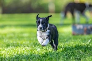 adorabile ritratto di sorprendente salutare e contento nero e bianca confine collie cucciolo foto