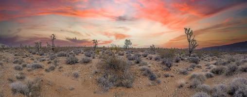 panoramico Immagine al di sopra di meridionale California deserto con cactus alberi durante tramonto foto