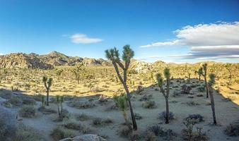 immagine di yoshua albero nazionale parco con cactus alberi nel California durante il giorno foto