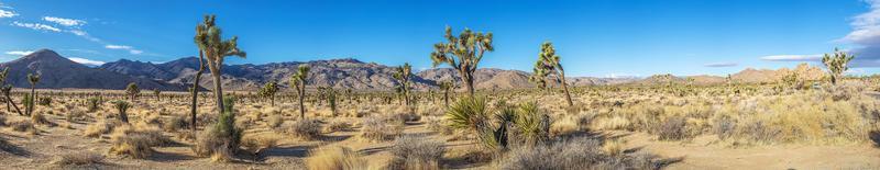 immagine di yoshua albero nazionale parco con cactus alberi nel California durante il giorno foto