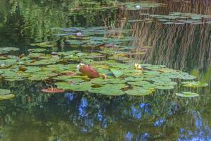 stagno con acqua lillies nel Cinese giardino foto