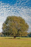 tiro di grande vecchio albero su prato contro blu cielo con piccolo bianca nuvole foto
