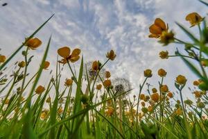 fiore prato con kingcups e dente di leone foto