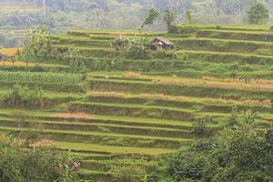 Visualizza al di sopra di tipico riso terrazze su il isola di bali nel Indonesia foto