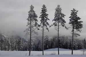 simpatico soleggiato inverno giorno con un' lotto di neve, foresta e montagne vicino hemsedal nel Norvegia, paesaggio con alto pino alberi e mistico nebbioso immagine di sfondo per calendario, carta da parati e opuscolo uso foto