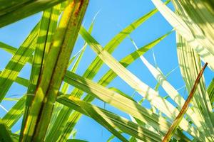 canna da zucchero foglia e blu cielo sfondo nel canna da zucchero i campi nel il piovoso stagione, ha verdura e freschezza. Spettacoli il fertilità di il suolo foto