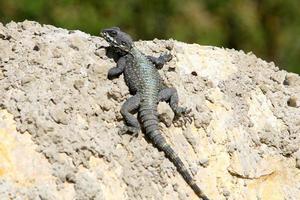 una lucertola si siede su una pietra in un parco cittadino. foto