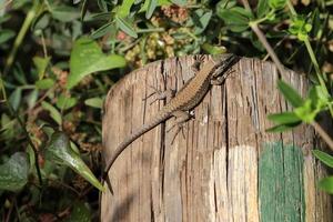 una lucertola si siede su una pietra in un parco cittadino. foto