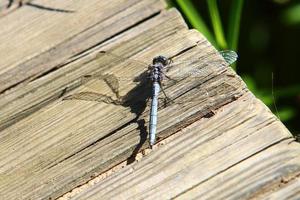 volante insetto libellula nel il città parco. foto