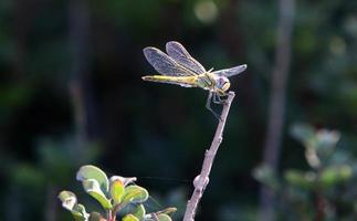 volante insetto libellula nel il città parco. foto