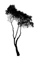 silhouette albero spazzola design su bianca sfondo, illustrazioni spazzola spazzola a partire dal vero albero con ritaglio sentiero e alfa canale foto