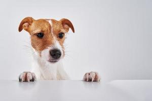 Jack russell terrier cane con zampe su tavolo. ritratto di carino cane foto