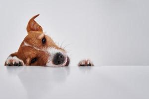 Jack russell terrier cane con zampe su tavolo. ritratto di carino cane foto