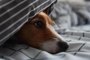 animale domestico sotto coperta nel letto. ritratto di triste cane riscalda nel freddo tempo metereologico foto