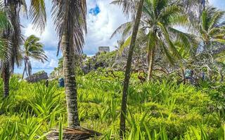 palme tropicali noci di cocco cielo blu a tulum messico. foto