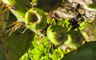 coperto di spine verde cactus cactus impianti alberi con spine frutta Messico. foto