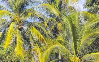 tropicale naturale palma albero noci di cocco blu cielo nel Messico. foto