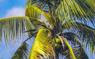 tropicale naturale palma albero noci di cocco blu cielo nel Messico. foto